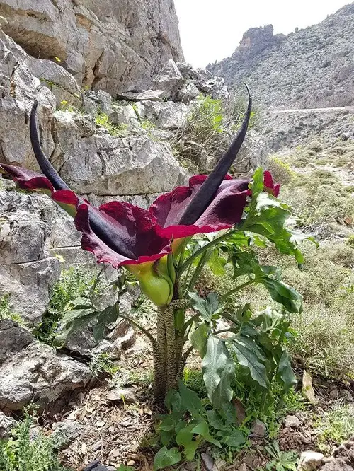Terrifying Flowers That Make You Shudder