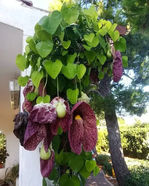 Best Low-Light Outdoor Dutchman pipe Vines