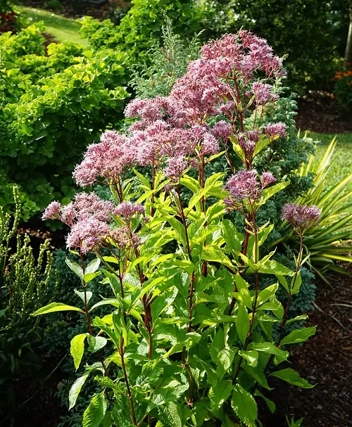 Tall Perennials