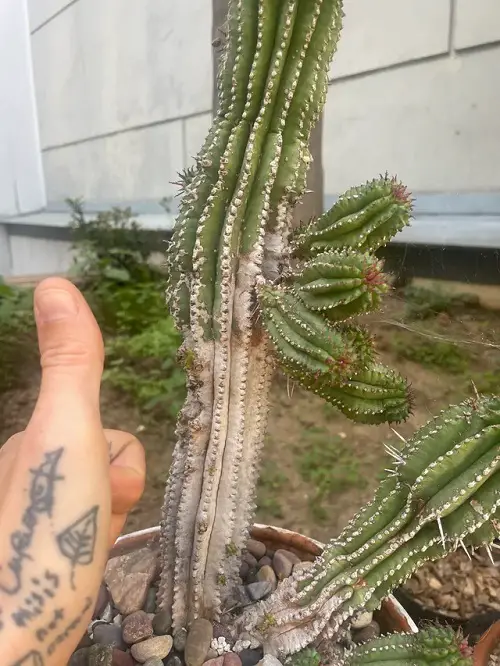 Cactus Corking due to external damages