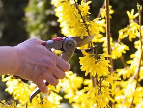 Forsythia Softwood Cuttings 35