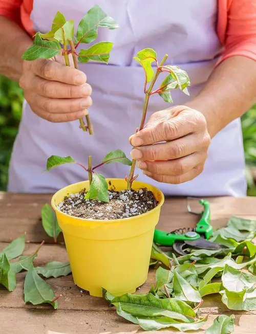 Fuchsia Plants Grow From Softwood Cuttings 4