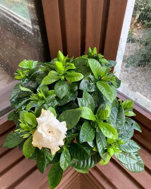 Gardenia Plants Grow From Softwood Cuttings