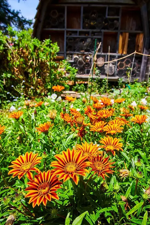 Gazania Clinging Vines That Climb on Anything 54