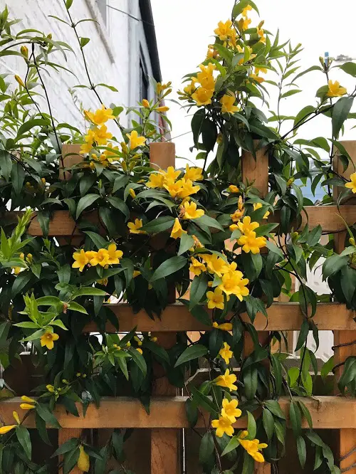 Climbing Plants and Vines That Attract Butterflies 7