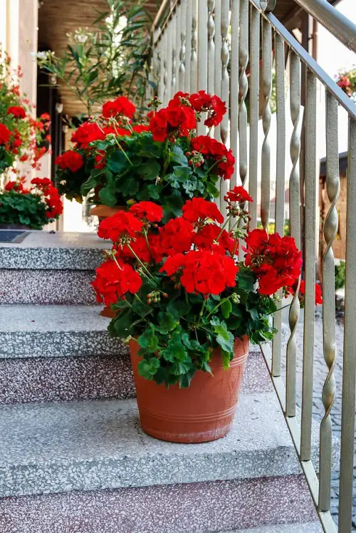 Low-Maintenance Flowers For the Front of Your House