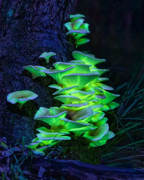 Glow in the Dark Mushrooms 34