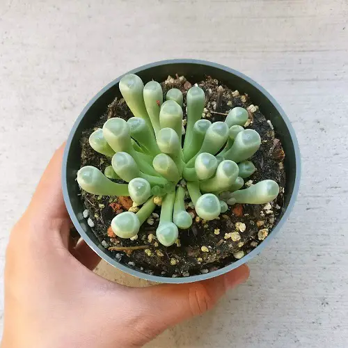 Beautiful Crystal Clear Succulents 78