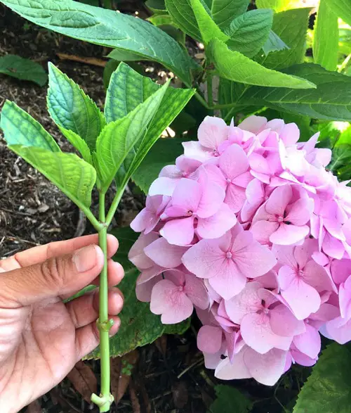 Hydrengea Plants Grow From Softwood Cuttings