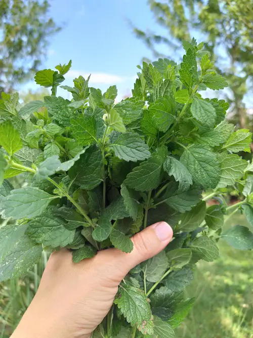 Lemon balm herb pinching