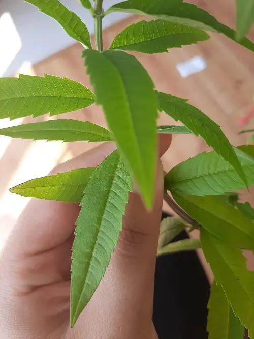 Fresh Softwood Cuttings herbs in pot