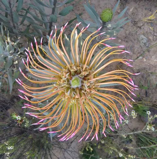 Horrifying and Terrifying Flowers