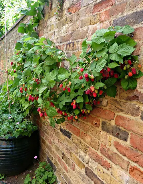 Amazing Berries Having a Strawberry Appearance