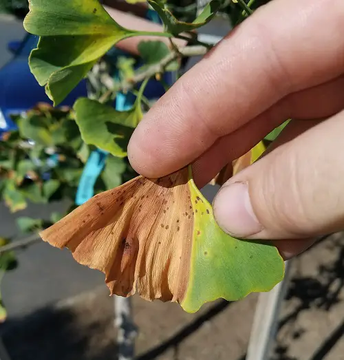 Common Plant Disorders 