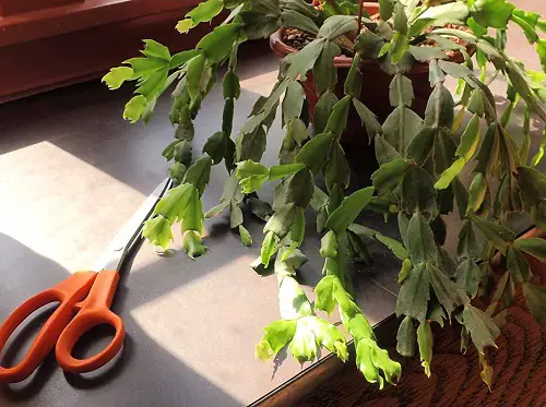 pruning thanksgiving cactus