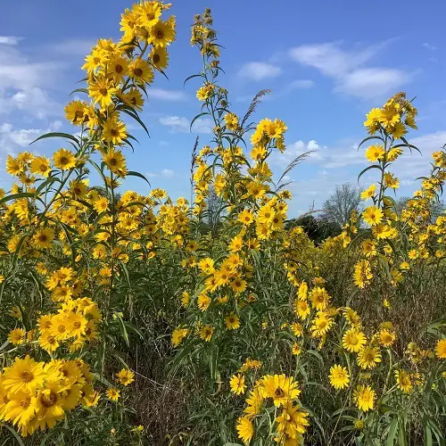 Tall Perennials