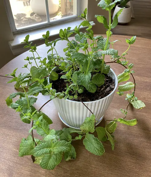 Indoor Fresh Softwood Cuttings herbs 5