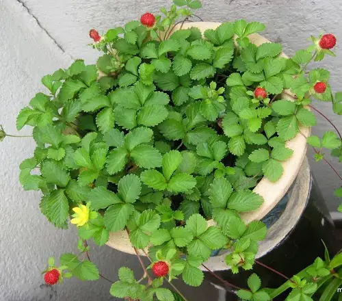 Berries that Look Like Strawberries