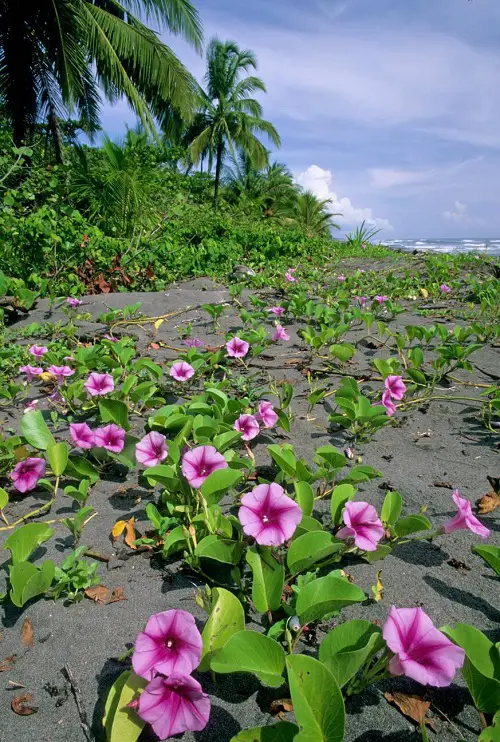 Vines That Grow In Poor Soil 54