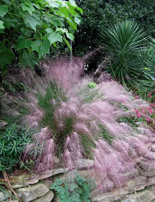 Sweet Grass