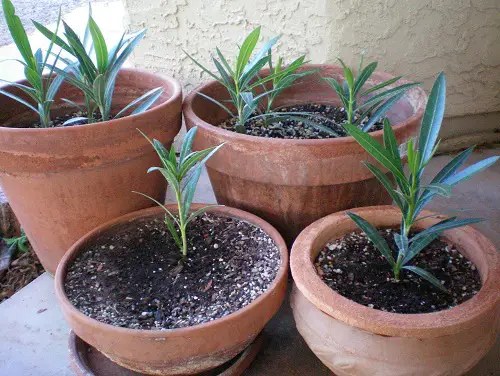Oleander Plants Grow From Softwood Cuttings 8