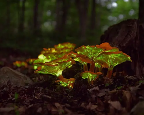 Luminous Mushrooms in the Dark
