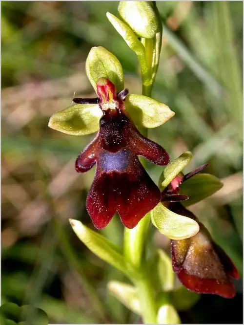 Horrifying Flowers That Give Us the Willies