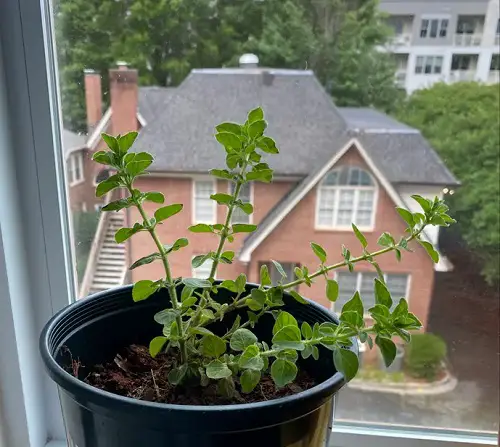 Amazing Herbs Grow from Fresh Softwood Cuttings
