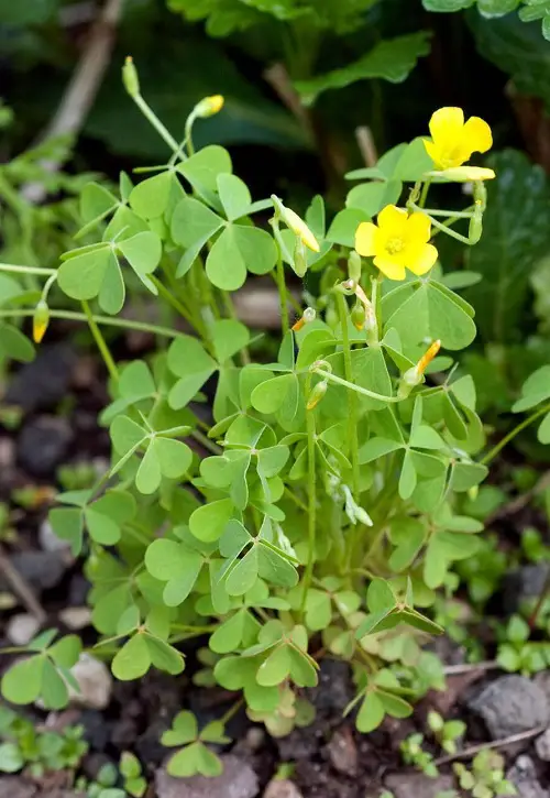 Common Woodsorrel plant with yellow Flowers