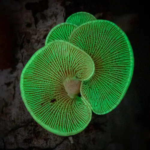 Glow in the Dark Mushrooms
