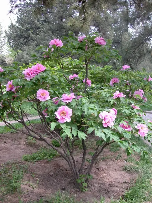 Tall Perennials