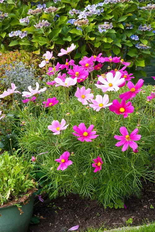 Cosmos as Pollinator Attractor