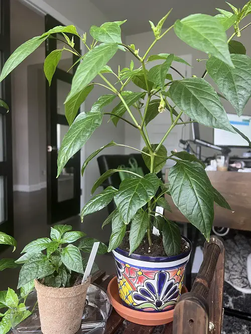 Prune Pepper Plants for maximum harvest