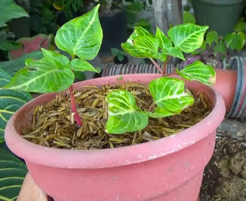 Rice Hull Uses In Garden