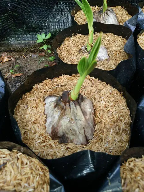 Rice hulls Regulates Temperature