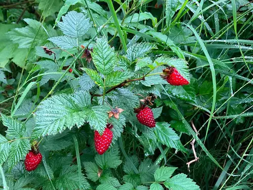 Strawberries like berries in garden