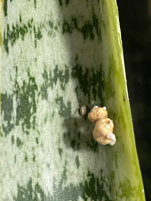 Snake Plant Bugs in pot