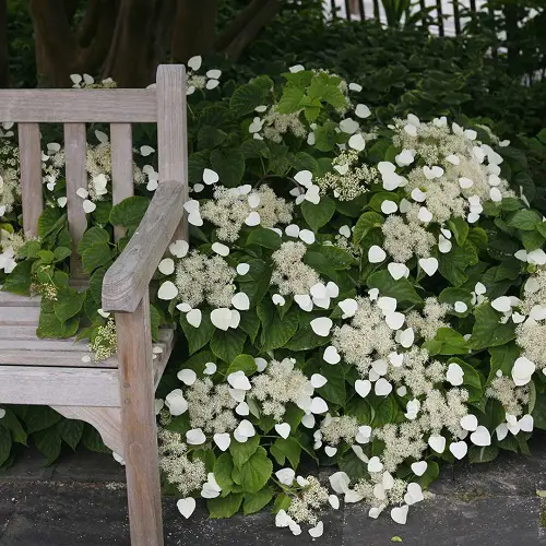  Low-Light Outdoor japanese hydrengea Vines