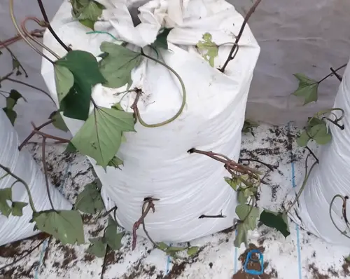 Growing Sweet Potatoes in Sacks and bags