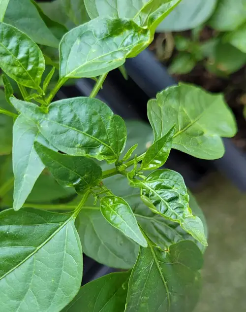 Common Plant Disorders