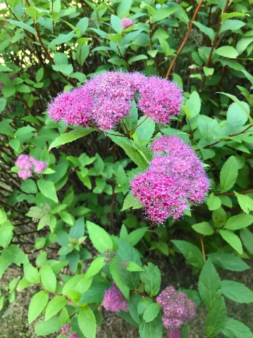 Spirea Softwood Cuttings