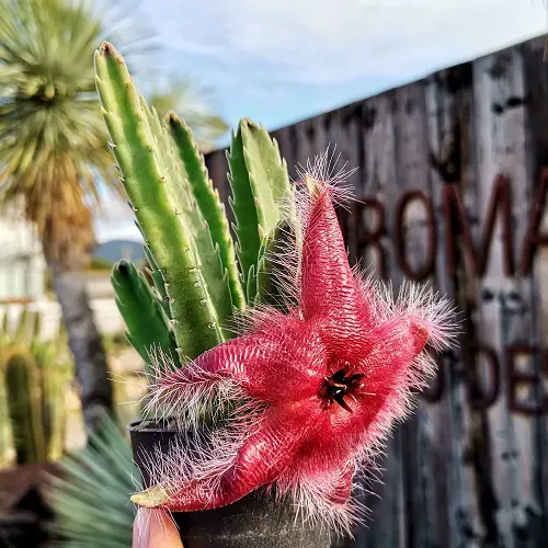 Horrifying Flowers That Give Us the Willies 87