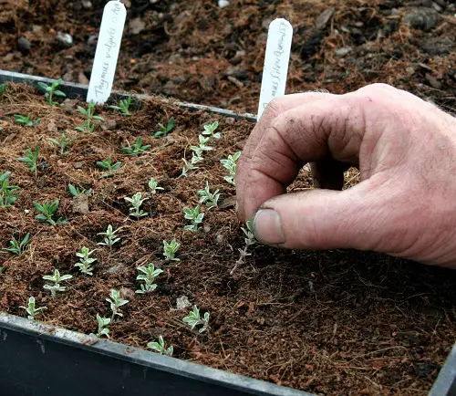 Herbs Grow from Fresh Softwood Cuttings in pot