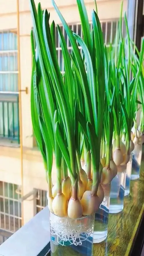 Unlimited Garlic Greens in a Plastic Bottle at Home