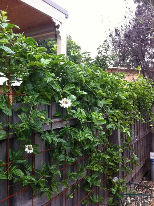 Vines That Attract Butterflies 34