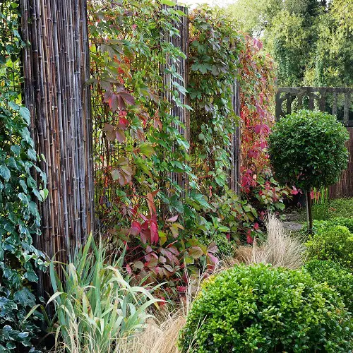 Tightrope Vines That Climb Up Anything 7
