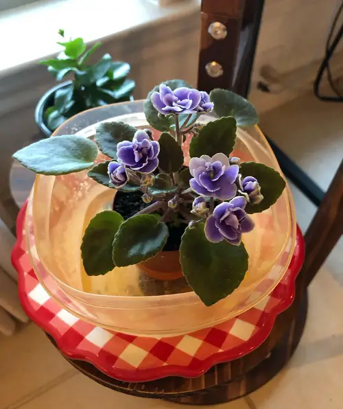 Bottom watering to Force African Violet to Bloom