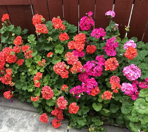Geranium Plant cuttings for More Bloom