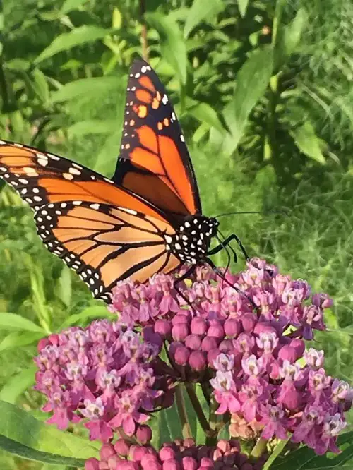 Vines That Attract Butterflies