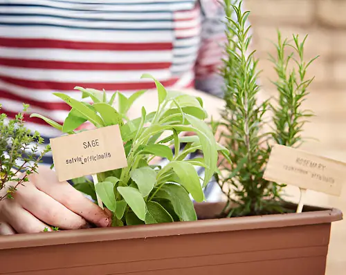 Hacks for Thriving Rosemary 23